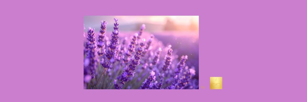💜 Levendula illóolaj előnyei és használata – természetes stresszoldás és&nbsp;bőrápolás