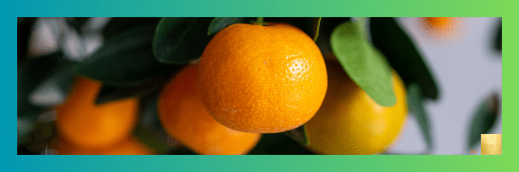 ☀️ Vadnarancs – a boldogság illata&nbsp;🍊