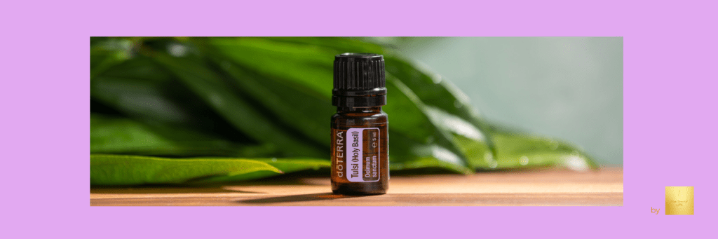 🌿 Tulsi – A „páratlan” Szent Bazsalikom&nbsp;varázsa