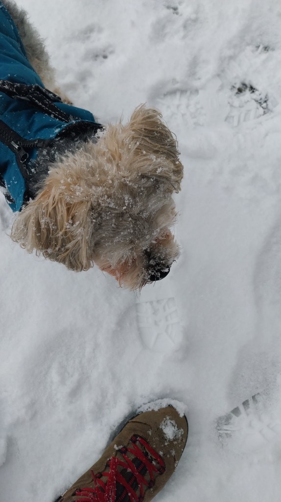 Téli séta Guszti kutyámmal