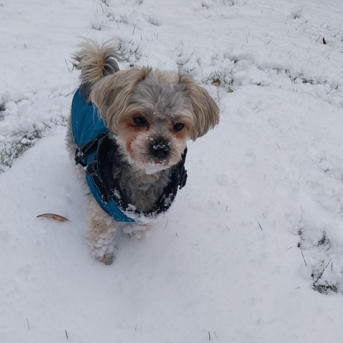 🐾Így védd meg kutyád mancsát a sós utaktól – Guszti bevált receptje doTERRA&nbsp;olajokkal